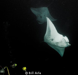 Night manta dive.  Big Island, Hawaii. by Bill Arle 